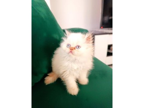 Sevimli pofuduk iran persian kız erkek yavrularımız