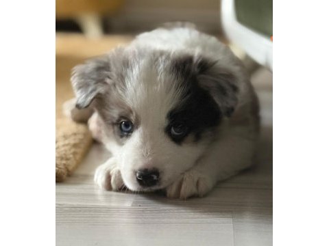 Çok iyi border collie yavruları istanbul