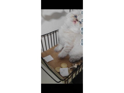 Scottish fold kedisi