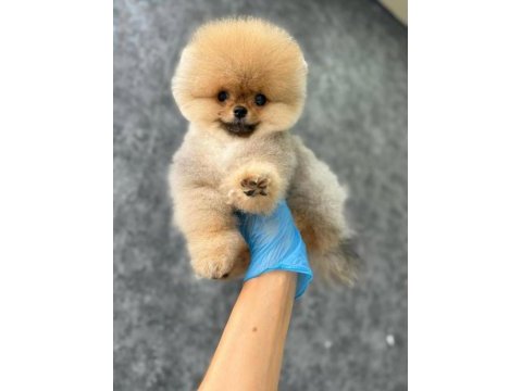 Ayı surat teddy boo yavrular