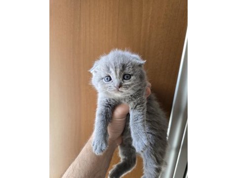 Teslime hazır british shorthair kedisi