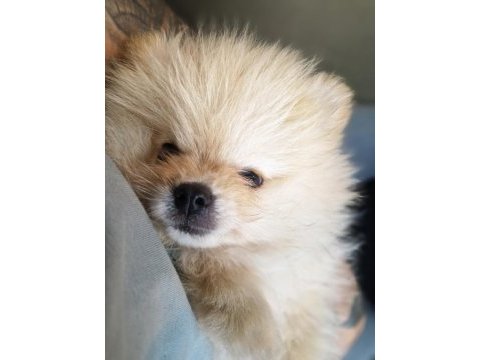 Pomeranian boo erkek 2.5 aylık surat