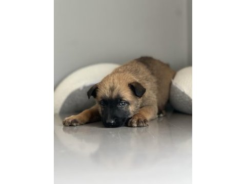 Safkan ve şecereli orjinal a kalite malinois yavruları