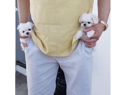 Maltese terrier xs sıfır numara bebeklerim