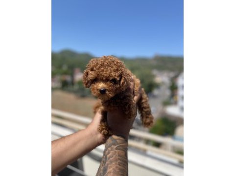 Kore orjinal teacup poodle
