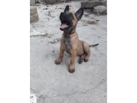 Güçlü zeki atak malinois yavrular heryere gönderilir 