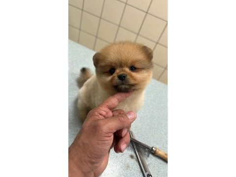 Pomeranian boo bebek köpekler