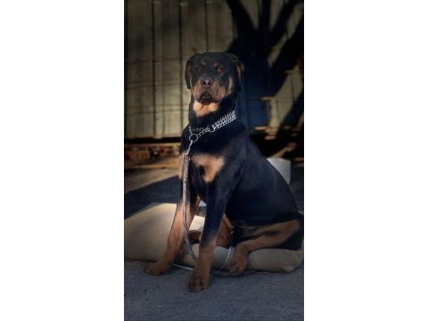 Çipli kimlikli rottweiler