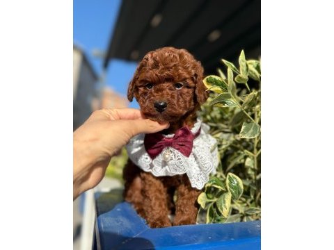 Sevimli poodle yavruları