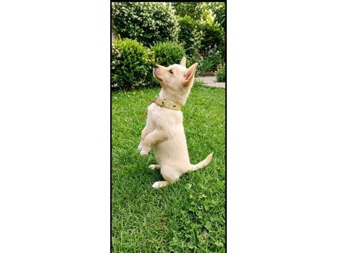 Minyatür pinscher