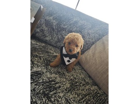 Toy poodle erkek kuyruksuz