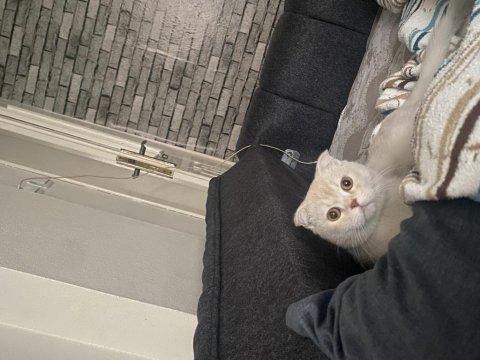 Kedimizin aşıları kimliği herşeyi mevcuttur