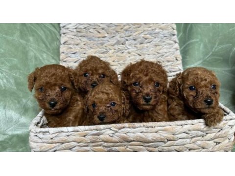 Eğitimli sosyal toy poodle yavrular