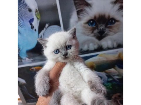 British blue point a kalite bebekler