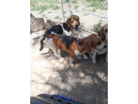 Beagle yavrular dişi erkek mevcut