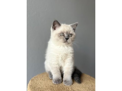 British lilac blue point