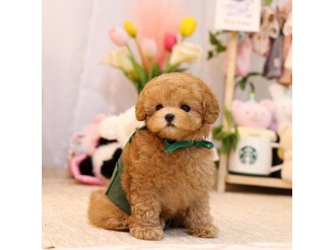 Irkının en iyisi kop koyu maltipoo bebeklerim