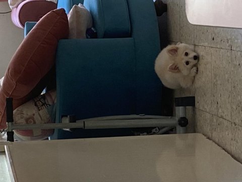 Acil poomeranian spitz 3.5 aylık çok uygun