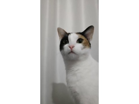 Dişi kısır çipli tekir kedimiz