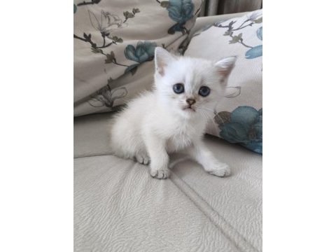 Safkan british shorthair yavrular
