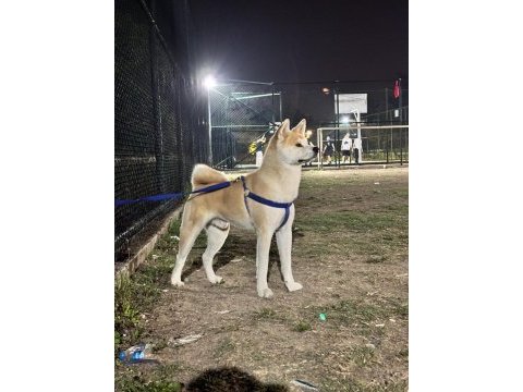 Safkan şecereli akita inu
