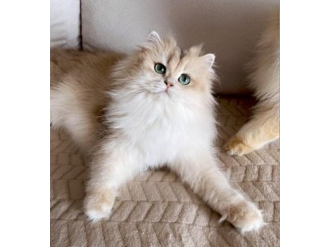 Şecereli british longhair blue golden yetişkin dişi