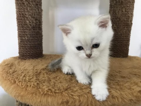 Mama karşılığında british shorthair