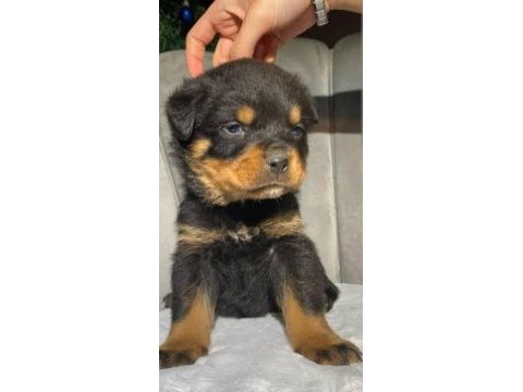 Macar rottweiler 2 aylık
