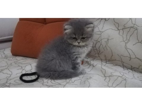 Çok sevimli oyuncu british longhair yavrumuz