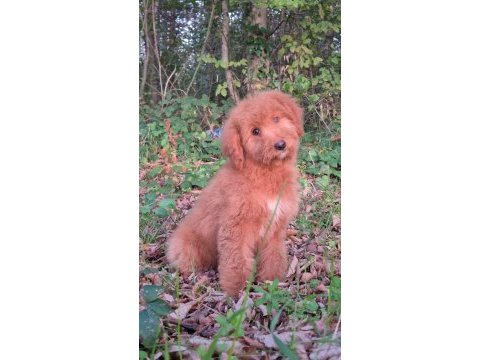 Mükemmel karakter ve vücut anatomisi labradordoodle yavrumuz