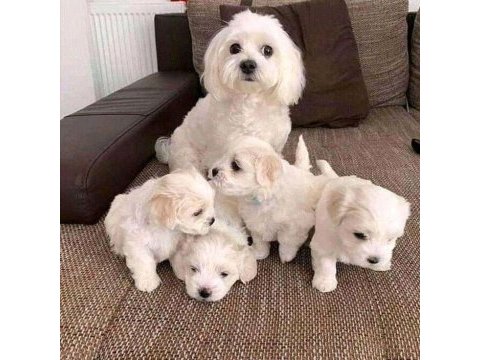 Maltese terrier adrese teslim, kapıda ödeme yapabilirsiniz