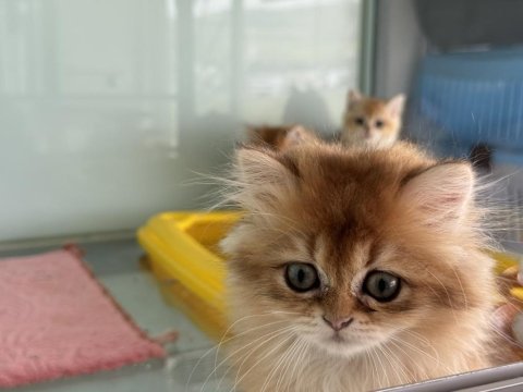 En güzel golden british shorthair ve longhair yavrular