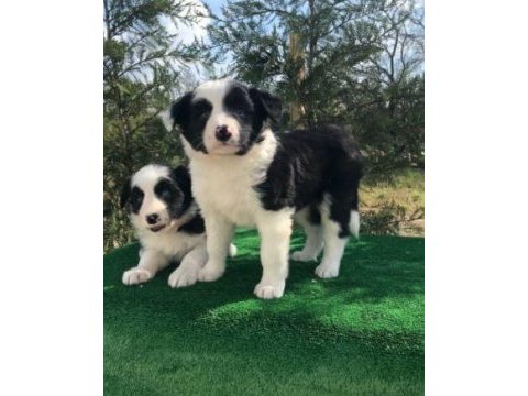 Irk ve sağlık garantili border collie yavrular