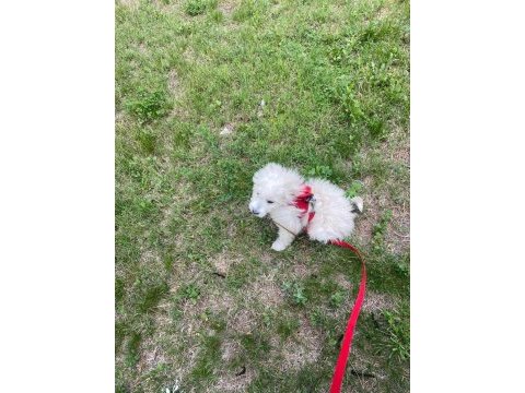 Maltese terrier 5.5 aylık aşıları tam