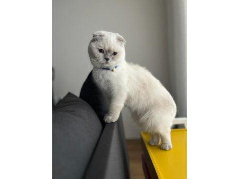 Dişi scottish fold kedimi sahiplendiriyorum