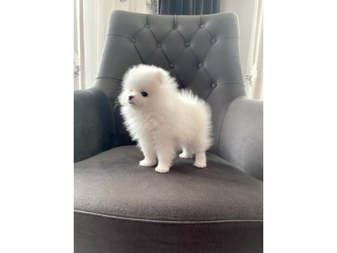 Dişi yavrumuz pomeranian boo teacup sahibini arıyor