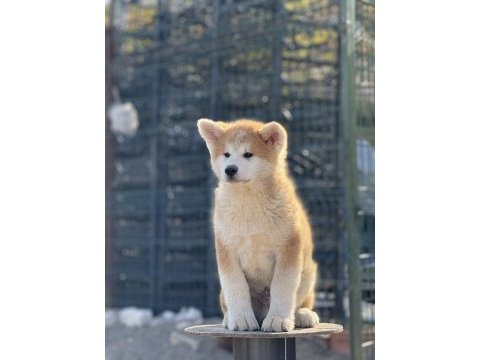 Orijinal akita kırma filan değildir