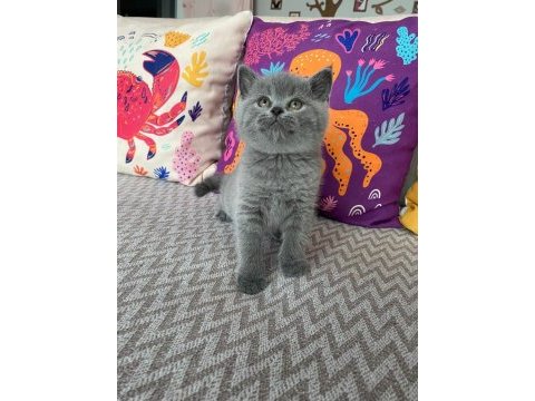 Lilac renk ve gri renk ayı kafa british shorthair bebekler