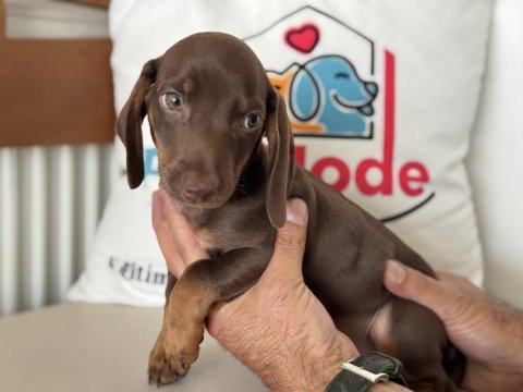 Petmode köpek çiftliğinden dacshund yavrumuz
