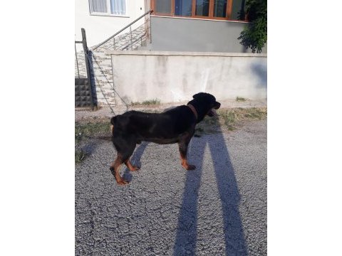 Pasaportu olan aşılarının hepsi tamamlanmış erkek rottweiler