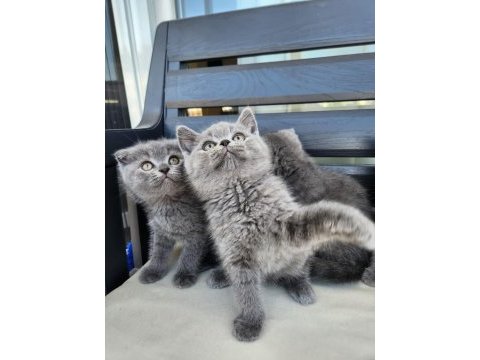 Kocaeli darıca minik pati kediler