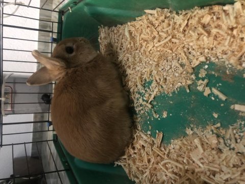 Safkan damızlık hollanda cücesi - karamel renk erkek