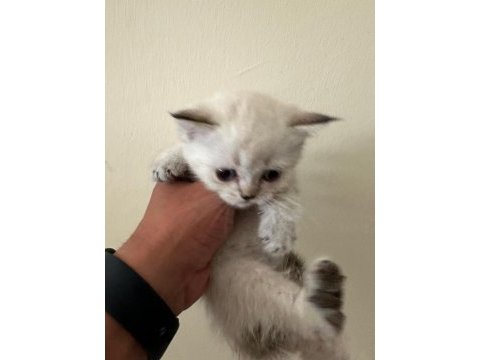 Lynx point scottish fold & straight erke ve dişi 2 aylık