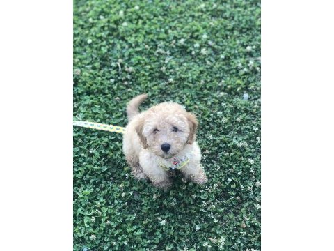 Toy poodle