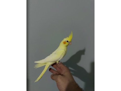 Ev üretimi sağlıklı 2-3 aylık lutino sultan papağanı