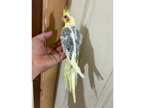 57 günlük kusursuz pied sultan bebek