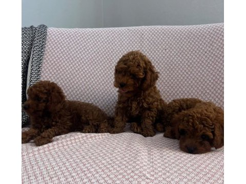 Minik kore poodle