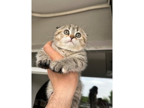 Sahiplendirilecek yavru scottish fold