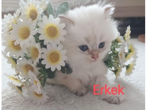 British longhair erkek
