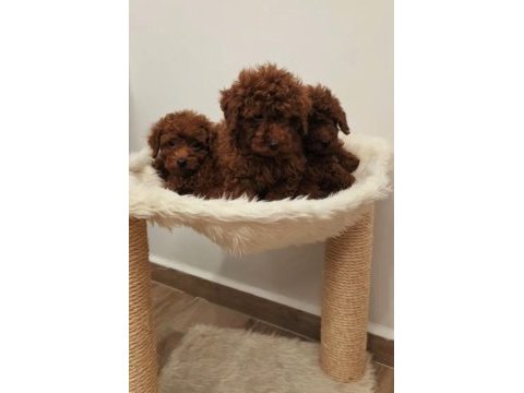 Orjinal ev üretimi aşılı toy poodle yavrularımız